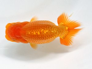 日蘭佐賀 西勧進元 宮崎徹三 弥生会 日蘭佐賀 西勧進元 宮崎徹三 弥生会