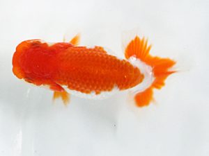 日蘭佐賀 行司一 平山敏明 宮崎 日蘭佐賀 行司一 平山敏明 宮崎