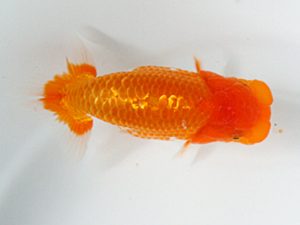 日蘭佐賀 行司二 西村幸弘 弥生会 日蘭佐賀 行司二 西村幸弘 弥生会