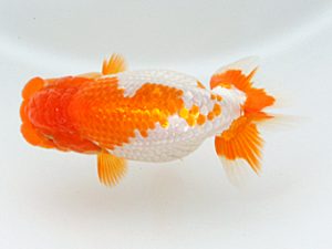 日蘭佐賀 行司三 原 賢二郎 東鱗会 日蘭佐賀 行司三 原 賢二郎 東鱗会