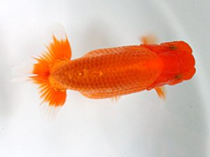 日蘭佐賀 西脇行司 八坂幸二 大分らんちゅう会 日蘭佐賀 西脇行司 八坂幸二 大分らんちゅう会