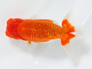 日蘭佐賀 立行司 釜崎直人 佐賀 日蘭佐賀 立行司 釜崎直人 佐賀