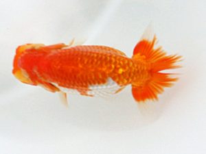 日蘭佐賀 東取締 太田黒正雄 熊蘭会 日蘭佐賀 東取締 太田黒正雄 熊蘭会