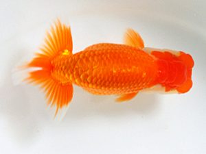 日蘭佐賀 東関脇 吉田隆志 下関 日蘭佐賀 東関脇 吉田隆志 下関