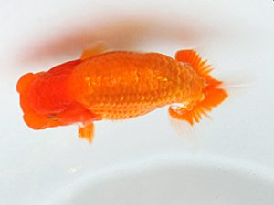 日蘭佐賀 西関脇 田中寿樹 福岡 日蘭佐賀 西関脇 田中寿樹 福岡