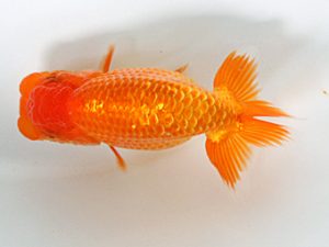 日蘭佐賀 東小結 太田黒正雄 熊蘭会 日蘭佐賀 東小結 太田黒正雄 熊蘭会