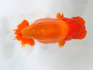 日蘭佐賀 東大関 東 秀明 佐賀 日蘭佐賀 東大関 東 秀明 佐賀