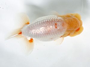 日蘭佐賀 東勧進元 内田輝雄 佐賀 日蘭佐賀 東勧進元 内田輝雄 佐賀