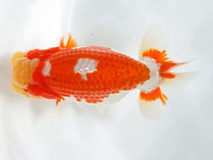 日蘭佐賀 西勧進元 浦田智和 佐賀 日蘭佐賀 西勧進元 浦田智和 佐賀