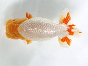 日蘭佐賀 行司一 浦田智和 佐賀 日蘭佐賀 行司一 浦田智和 佐賀