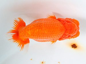 日蘭佐賀 行司二 平山敏明 宮崎 日蘭佐賀 行司二 平山敏明 宮崎