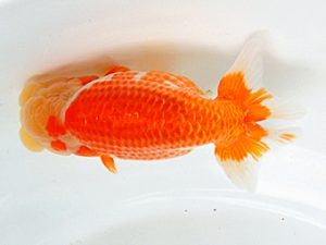 日蘭佐賀 行司三 浦田智和 佐賀 日蘭佐賀 行司三 浦田智和 佐賀