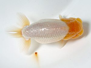 日蘭佐賀 東脇行司 浦田智和 佐賀 日蘭佐賀 東脇行司 浦田智和 佐賀