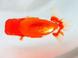 日蘭佐賀 西大関 内田輝雄 佐賀 日蘭佐賀 西大関 内田輝雄 佐賀