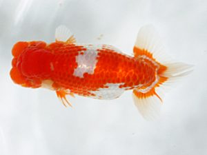 日蘭佐賀 立行司 池田陽一朗 佐賀 日蘭佐賀 立行司 池田陽一朗 佐賀