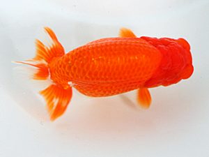 日蘭佐賀 東取締 森脇文明 福岡 日蘭佐賀 東取締 森脇文明 福岡