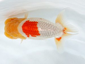 日蘭佐賀 東関脇 浦田智和 佐賀 日蘭佐賀 東関脇 浦田智和 佐賀