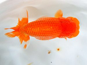 日蘭佐賀 西関脇 森 弘行 佐賀 日蘭佐賀 西関脇 森 弘行 佐賀