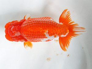 日蘭佐賀 東小結 浦田智和 佐賀 日蘭佐賀 東小結 浦田智和 佐賀