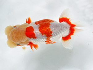 日蘭佐賀 西小結 浦田智和 佐賀 日蘭佐賀 西小結 浦田智和 佐賀