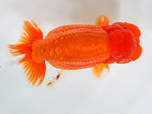 日蘭佐賀 西勧進元 小野裕基 大分らんちゅう会 日蘭佐賀 西勧進元 小野裕基 大分らんちゅう会