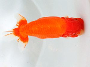 日蘭佐賀 行司一 内田輝雄 佐賀 日蘭佐賀 行司一 内田輝雄 佐賀