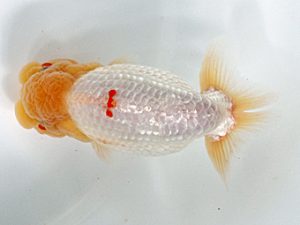 日蘭佐賀 行司二 村田文規 佐賀 日蘭佐賀 行司二 村田文規 佐賀