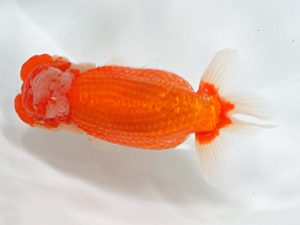 日蘭佐賀 行司三 金丸倫明 佐賀 日蘭佐賀 行司三 金丸倫明 佐賀