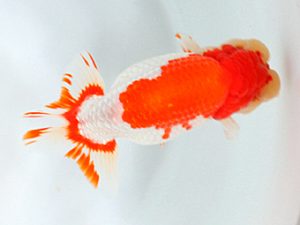 日蘭佐賀 東脇行司 高園信幸 佐賀 日蘭佐賀 東脇行司 高園信幸 佐賀