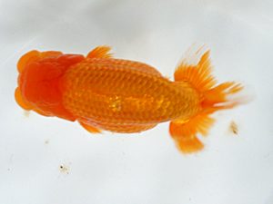 日蘭佐賀 西脇行司 浦田智和 佐賀 日蘭佐賀 西脇行司 浦田智和 佐賀