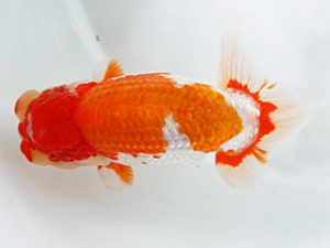 日蘭佐賀 西大関 金子敬幸 佐賀 日蘭佐賀 西大関 金子敬幸 佐賀