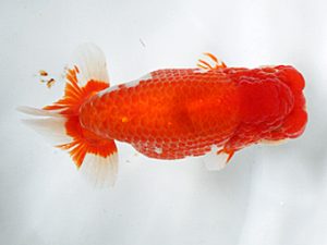 日蘭佐賀 立行司 和田浩二 佐賀 日蘭佐賀 立行司 和田浩二 佐賀