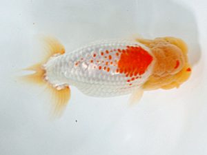 日蘭佐賀 西取締 浦田智和 佐賀 日蘭佐賀 西取締 浦田智和 佐賀