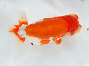 日蘭佐賀 東関脇 波多江浩一 佐賀 日蘭佐賀 東関脇 波多江浩一 佐賀