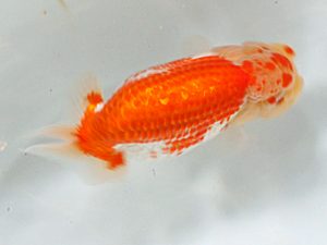 日蘭佐賀 西関脇 高園信幸 佐賀 日蘭佐賀 西関脇 高園信幸 佐賀