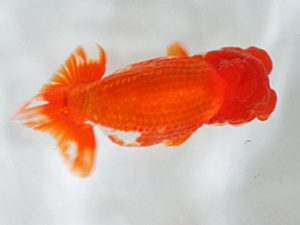 日蘭佐賀 東小結 月木洋一 佐賀 日蘭佐賀 東小結 月木洋一 佐賀