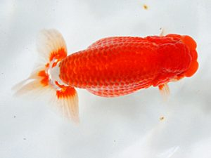 日蘭佐賀 西小結 高園信幸 佐賀 日蘭佐賀 西小結 高園信幸 佐賀