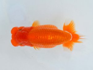 埼玉らんちう会　研究会　東大関　山口辰也