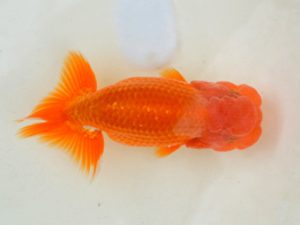 埼玉らんちう会 研究会 勧進元一　今成雄一