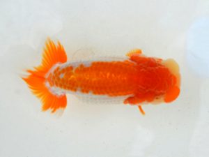 埼玉らんちう会 研究会 勧進元二　宮本好史