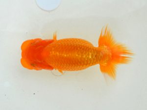 埼玉らんちう会 研究会 行司一　笠原和雄