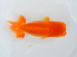 埼玉らんちう会 研究会 行司三　鈴木一男