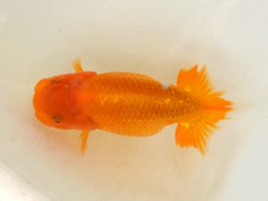 埼玉らんちう会 研究会 脇行司一　小沢