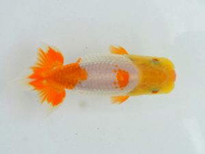 埼玉らんちう会 研究会 脇行司二　小島　昇