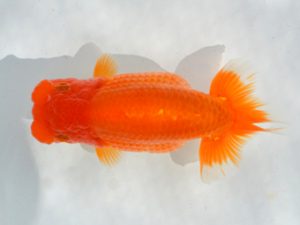 埼玉らんちう会　研究会　立行司　山口辰也