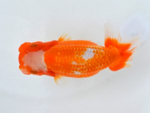 埼玉らんちう会 研究会 東関脇　惣川正気