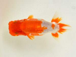 埼玉らんちう会 研究会 西関脇　本山隆史