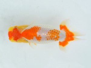 埼玉らんちう会 研究会 東小結　小島　昇