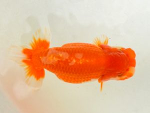 埼玉らんちう会 研究会 西小結　渡辺　仁