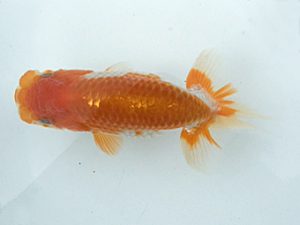 湘南らんちゅう会　研究会　2位　平岩秀才 